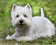 Kennels